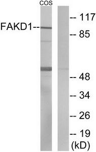 Western blot analysis of extracts from COS-7 cells, using FAKD1 antibody.The lane on the right is treated with the synthesized peptide.
