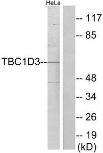Western blot analysis of extracts from HeLa cells, using TBC1D3 antibody.The lane on the right is treated with the synthesized peptide.