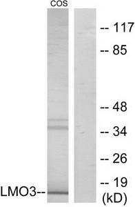 Western blot analysis of extracts from COS-7 cells, using LMO3 antibody.The lane on the right is treated with the synthesized peptide.