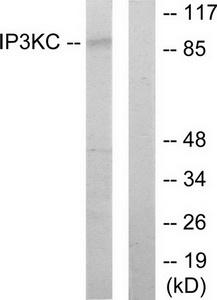 Western blot analysis of extracts from HT-29 cells, using IP3KC antibody.The lane on the right is treated with the synthesized peptide.