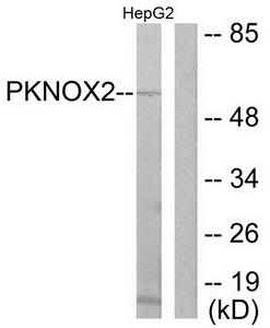 Western blot analysis of extracts from HepG2cells, using PKNOX2 antibody.The lane on the right is treated with the synthesized peptide.