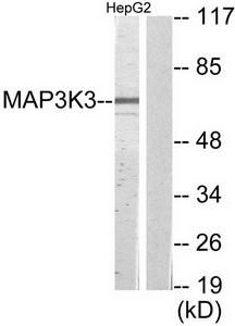 Western blot analysis of extracts from HepG2 cells, using MAP3K3 antibody.The lane on the right is treated with the synthesized peptide.