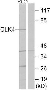 Western blot analysis of extracts from HT-29 cells, using CLK4 antibody.The lane on the right is treated with the synthesized peptide.