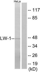 Western blot analysis of extracts from HeLa cells, using LW-1 antibody.The lane on the right is treated with the synthesized peptide.