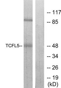 Western blot analysis of extracts from RAW264.7 cells, using TCFL5 antibody.The lane on the right is treated with the synthesized peptide.
