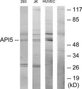 Western blot analysis on HepG2 cell lysate using SERC1 Antibody
