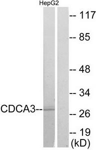 Western blot analysis of extracts from HepG2 cells, using CDCA3 antibody.The lane on the right is treated with the synthesized peptide.