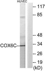 Western blot analysis of extracts from HUVEC cells, using COX6C antibody.The lane on the right is treated with the synthesized peptide.