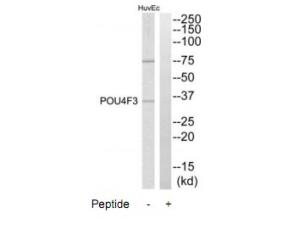 Western blot analysis of extracts from HuvEc cells, using POU4F3 antibody.The lane on the right is treated with the synthesized peptide.