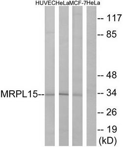 Western blot analysis of extracts from HUVEC cells, HeLa cells and MCF-7cells, using MRPL15 antibody.The lane on the right is treated with the synthesized peptide.