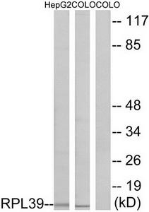 Western blot analysis of extracts from HepG2 cells and COLO cells, using RPL39 antibody.The lane on the right is treated with the synthesized peptide.