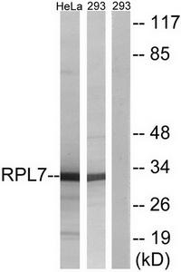 WB using the antibody against dRtf1, diluted 1:1000. Size and location of the protein are indicated.