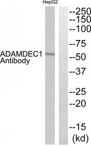 Western blot analysis of extracts from HepG2 cells, using ADAMDEC1 antibody.The lane on the right is treated with the synthesized peptide.