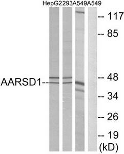 Western blot analysis of extracts from HepG2 cells, 293 cells and A549 cells, using AARSD1 antibody.The lane on the right is treated with the synthesized peptide.