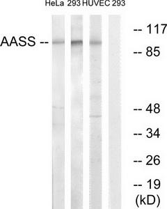 Western blot analysis on LOVO cell lysate using FAP-1 Antibody