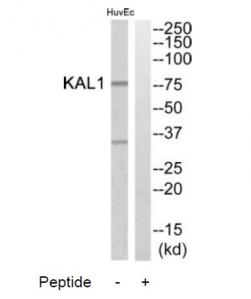 Western blot analysis of extracts from HuvEc cells, using KAL1 antibody.The lane on the right is treated with the synthesized peptide.