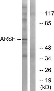 Western blot analysis of extracts from COS-7 cells, using ARSF antibody.The lane on the right is treated with the synthesized peptide.