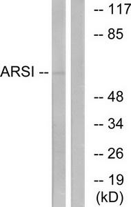 Western blot analysis of extracts from COS7 cells, using ARSI antibody.The lane on the right is treated with the synthesized peptide.