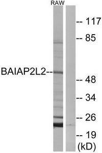 Western blot analysis of extracts from RAW264.7 cells, using BAIAP2L2 antibody.The lane on the right is treated with the synthesized peptide.