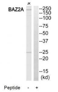 Western blot analysis of extracts from Jurkat cells, using BAZ2A antibody.The lane on the right is treated with the synthesized peptide.