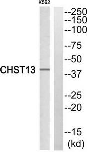 Western blot analysis of extracts from K562 cells, using CHST13 antibody.The lane on the right is treated with the synthesized peptide.