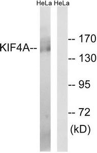 Western blot analysis of extracts from HeLa cells, using KIF4A antibody.The lane on the right is treated with the synthesized peptide.