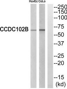 Western blot analysis of extracts from HuvEc cells and COLO cells, using CCDC102B antibody.The lane on the right is treated with the synthesized peptide.