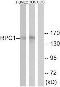 Western blot analysis of extracts from HUVEC cells and COS cells, using RPC1 antibody.The lane on the right is treated with the synthesized peptide.