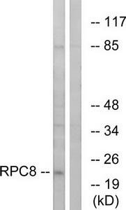 Western blot analysis of extracts from K562 cells, using RPC8 antibody.The lane on the right is treated with the synthesized peptide.