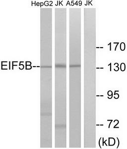 Western blot analysis of extracts from HepG2 cells, Jurkat cells and A549 cells, using EIF5B antibody.The lane on the right is treated with the synthesized peptide.