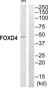 Western blot analysis of extracts from NIH-3T3 cells, using FOXD4 antibody.The lane on the right is treated with the synthesized peptide.