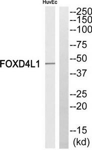 Western blot analysis of extracts from HuvEc cells, using FOXD4L1 antibody.The lane on the right is treated with the synthesized peptide.