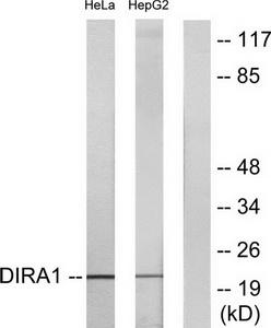 Western blot analysis of extracts from HeLa cells and HepG2 cells, using DIRA1 antibody.The lane on the right is treated with the synthesized peptide.