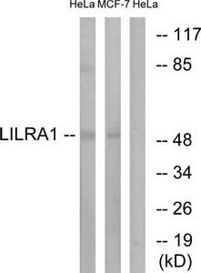 Western blot analysis of extracts from HeLa cells and MCF-7 cells, using LILRA1 antibody.The lane on the right is treated with the synthesized peptide.