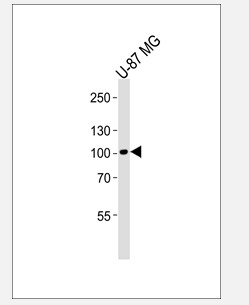Western blot analysis of extracts from U-87 MG cells, using MBTPS1 antibody