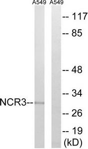 Western blot analysis of extracts from A549 cells, using NCR3 antibody.The lane on the right is treated with the synthesized peptide.