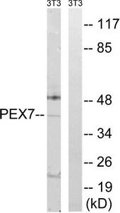 Determination of the antibody titer To determine the titer of the antibody, an ELISA was performed using a serial dilution of the antibody against H2A.Zac, crude serum and flow through in antigen coated wells. The antigen used was a peptide containing the histone modifications of interest. By plotting the absorbance against the antibody dilution (Figure 3), the titer of the purified antibody was estimated to be 1:8, 800.