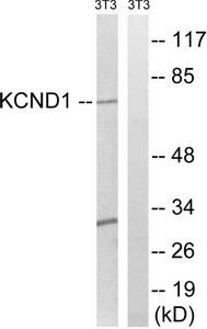 Western blot analysis of extracts from 3T3 cells, using KCND1antibody.The lane on the right is treated with the synthesized peptide.