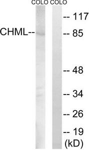 Western blot analysis of extracts from COLO cells, using CHML antibody.The lane on the right is treated with the synthesized peptide.