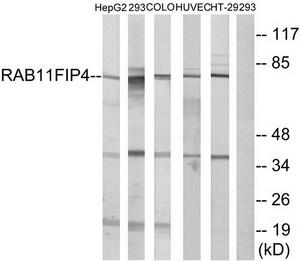 Western blot analysis of extracts from HepG2 cells, 293 cells, COLO cells, HUVEC cells and HT-29 cells, using RAB11FIP4 antibody.The lane on the right is treated with the synthesized peptide.