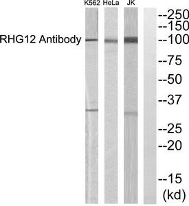 Western blot analysis of extracts from Hela cells, K562 cells and JurKat cells, using RHG12 Antibody.The lane on the right is treated with the synthesized peptide.