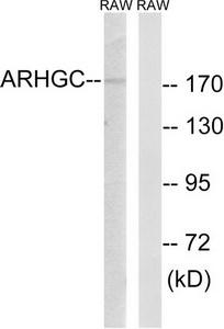 Western blot analysis of extracts from RAW264.7 cells, using ARHGEF12 antibody.The lane on the right is treated with the synthesized peptide.