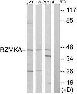 Western blot analysis of extracts from Jurkat cells, HuvEc cells and COS cells, using RIMKA antibody.The lane on the right is treated with the synthesized peptide.