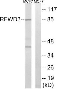 Western blot analysis of extracts from MCF-7 cells, using RFWD3 antibody.The lane on the right is treated with the synthesized peptide.
