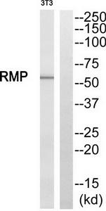 Western blot analysis of extracts from NIH/3T3 cells, using RMP antibody.The lane on the right is treated with the synthesized peptide.