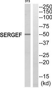Western blot analysis of extracts from NIH/3T3 cells, using SERGEF antibody.The lane on the right is treated with the synthesized peptide.