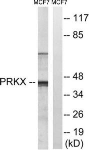 Western blot analysis of extracts from MCF-7 cells, using PRKX antibody.The lane on the right is treated with the synthesized peptide.