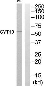Western blot analysis of extracts from 293 cells, using SYT10 Antibody.The lane on the right is treated with the synthesized peptide.