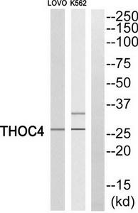 Western blot analysis of extracts from LOVO cells and K562 cells, using THOC4 antibody.The lane on the right is treated with the synthesized peptide.