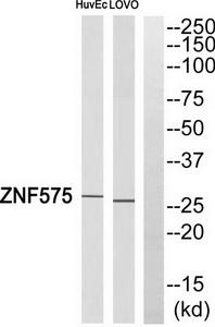 Western blot analysis of extracts from LOVO cells and HUVEC cells, using ZNF575 antibody.The lane on the right is treated with the synthesized peptide.